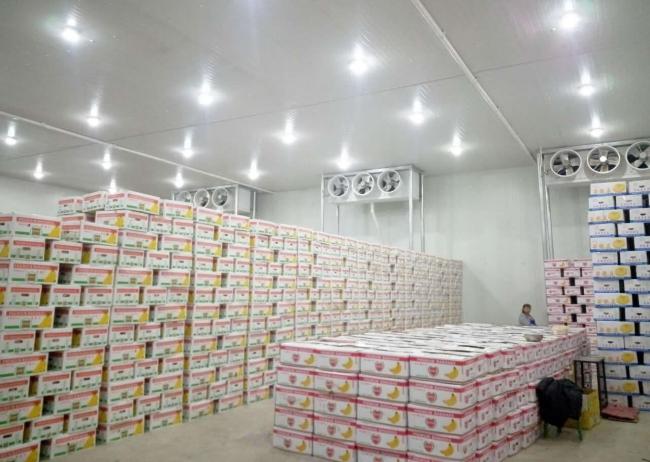 大手バナナ卸会社の冷蔵倉庫