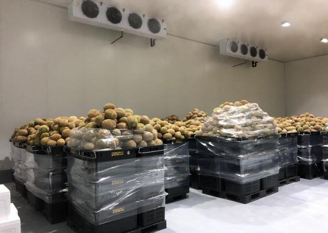 マレーシアのドリアン輸出業者のための専門冷蔵倉庫