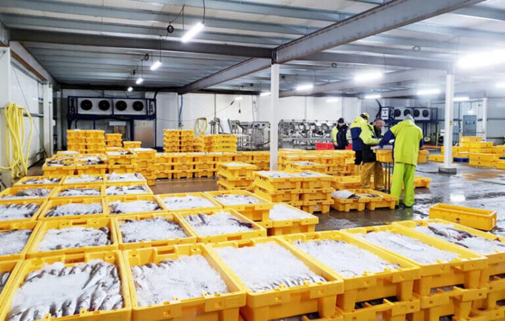 ベトナムの水産業者向けコンパクトな冷蔵倉庫ソリューション