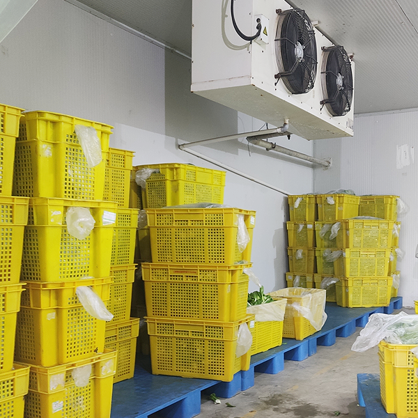 ARTECO 野菜用業務用冷蔵室