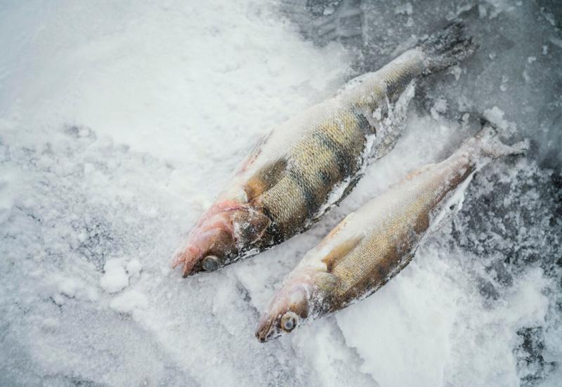frozen fish