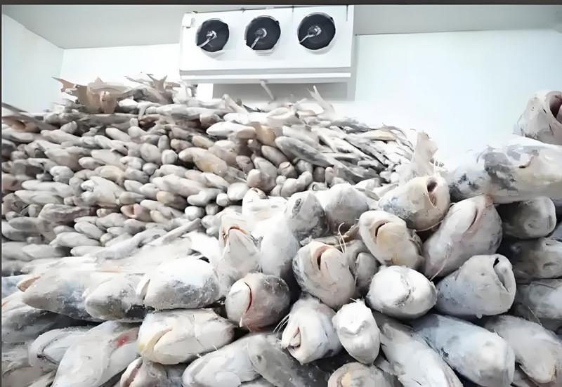 fish cold storage