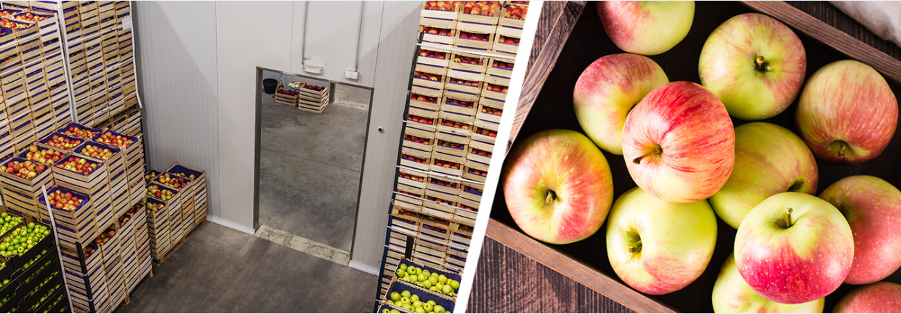 リンゴ低温貯蔵